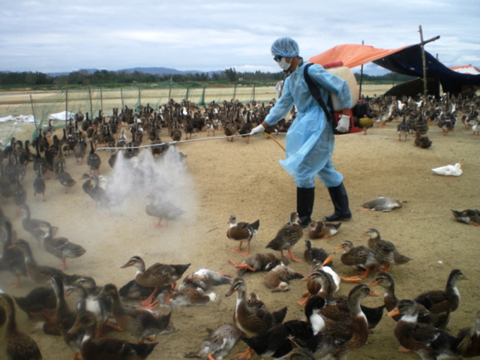 PGS.TS Nguyễn Bá Hiên cảnh báo nguy cơ dịch cúm A/H5N6 là rất nguy hiểm. Công Hoàng.