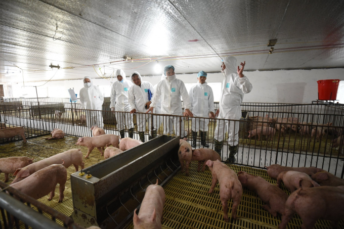 Lãnh đạo Bộ NN-PTNT kiểm tra tình hình tái đàn lợn tại TP. Hải Phòng tháng 7/2020. Ảnh: Tùng Đinh