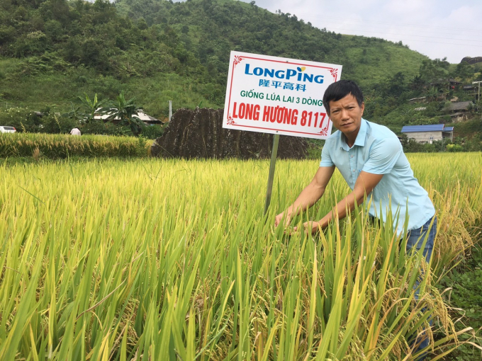 Giống Long Hương 8117 trồng tại Tam Đường (Lai Châu) vụ mùa 2020. Ảnh: PC