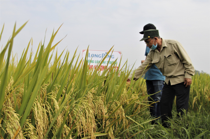Giống lúa lai 3 dòng Long Hương 8117 trồng tại Yên Thành (Nghệ An) vụ mùa 2020. Ảnh: PC 