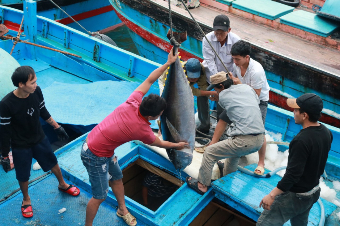 Truy xuất, chứng nhận sản phẩm hải sản khai thác là một trong những vấn đề cần triển khai chặt chẽ hơn nữa trong thời gian tới. Ảnh: Kim Sơ.