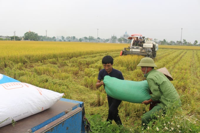 Sản xuất lúa các tỉnh miền Bắc đã vượt qua khó khăn, đảm bảo an ninh lương thực và phục vụ thắng lợi cho xuất khẩu. Ảnh: Mai Chiến