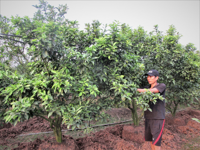 Nhiều vùng cam mới trồng như Lục Ngạn (Bắc Giang) cũng đã xuất hiện nhiều bệnh nguy hiểm. Ảnh: TL