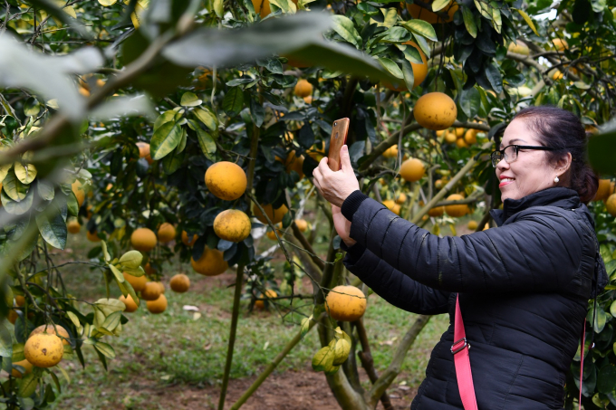 Gần đây, một số nhà vườn trồng cam, bưởi ở huyện Lục Ngạn còn kết hợp làm du lịch trải nghiệm quả, thu hút khá đông du khách tới tham quan, thưởng ngoạn. (Trong ảnh: Khách du lịch tới thăm vườn bưởi của hộ ông Trần Đình Én).