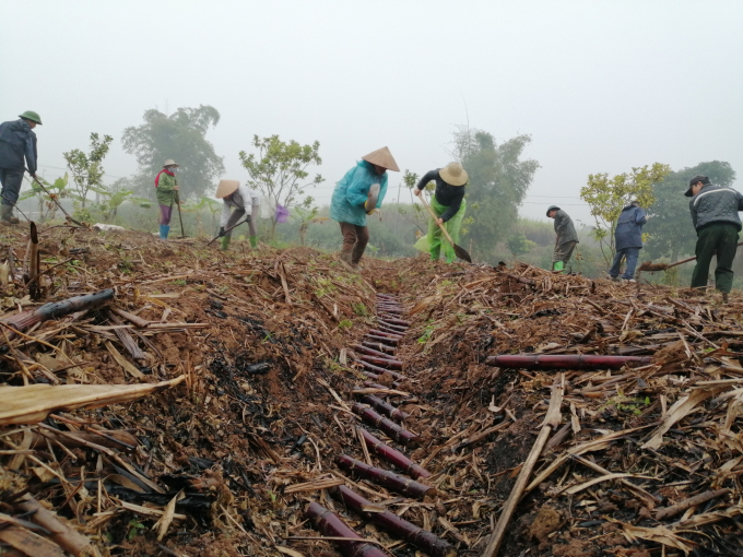 Vừa chăm sóc trà mía đang cho thu hoạch, nông dân cũng tất bật gieo trồng giống mới cho vụ mía năm nay. Ảnh: Trung Quân