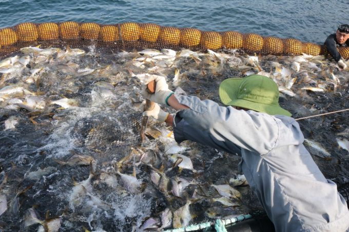 Thu hoạch cá chim vây vàng trên vịnh Vân Phong, tỉnh Khánh Hòa. Ảnh: KS.