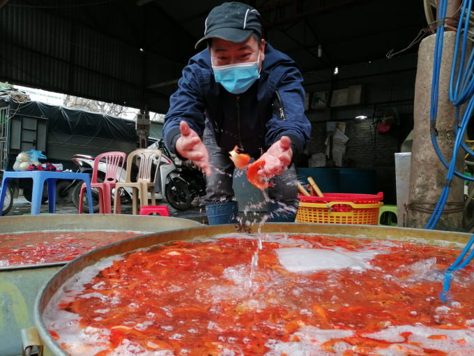 Tại chợ cá làng Sở Thượng, khu chợ cá lớn nhất miền Bắc nằm tại quận Hoàng Mai (Hà Nội), cả khu chợ được tô đỏ với màu sắc của các loại cá chép đỏ cúng ông công, ông táo và cá cảnh chơi tết, không khí nhộn nhịp, sôi động khác lạ ngày thường. Ảnh: Trung Quân