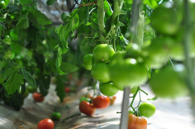 Giống cà chua trồng theo qui trình CNC là giống lai F1, có khả năng đậu quả cao trong nhà ít gió. Ảnh: TL