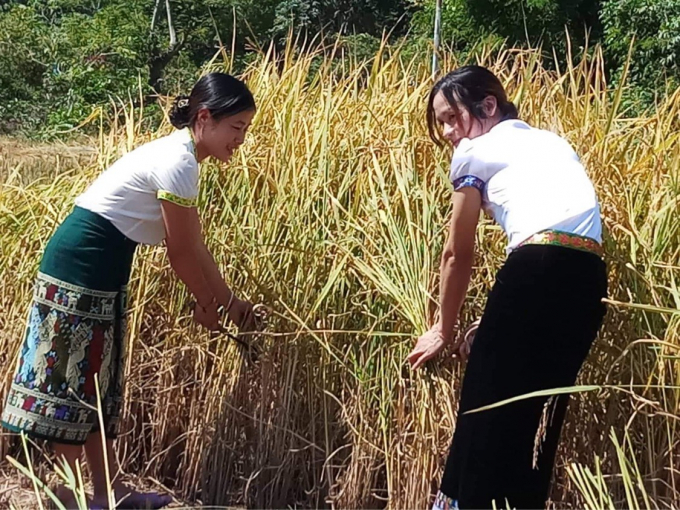 Phụ nữ Thái ở xã Na Loi gặt lúa tẻ thơm. Ảnh: Vũ Toàn