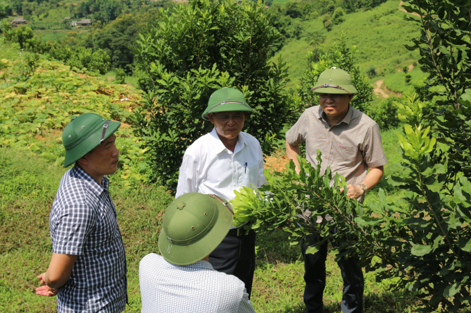Thứ trưởng Thường trực Bộ NN-PTNT Hà Công Tuấn (áo trắng) kiểm tra tình hình trồng cây mắc ca tại Điện Biên. Ảnh: TL.