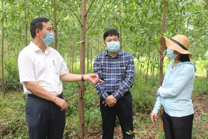 Ông Nguyễn Đăng Quang (bìa trái) thăm mô hình trồng rừng gỗ lớn bằng giống keo mới tại huyện Hải Lăng. Ảnh: PVT.
