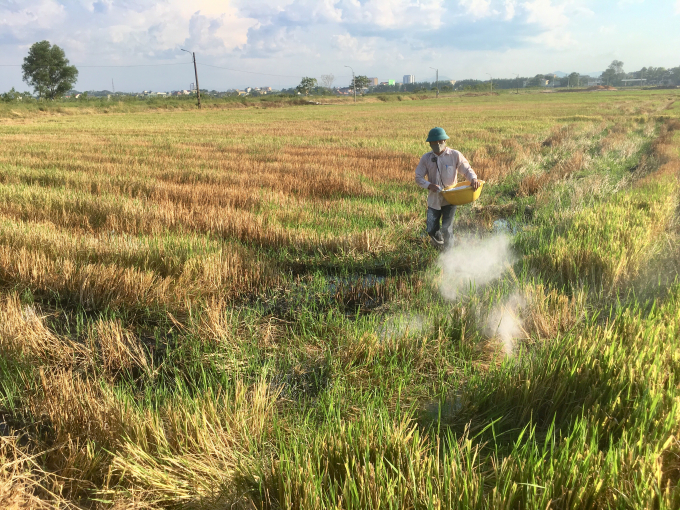 Các địa phương vùng Bắc Trung Bộ đã hướng dẫn nông dân sớm vệ sinh đồng ruộng, xử lý vôi bột để phòng ngừa bệnh LSĐ trước gieo cấy vụ hè thu 2021. Ảnh: PVT.