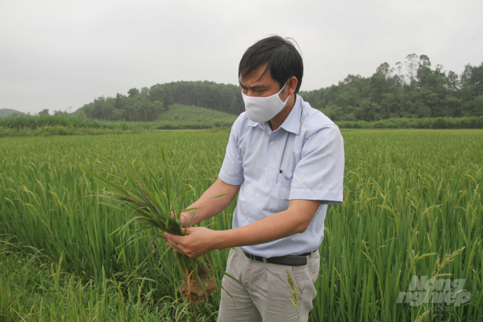 Through smartphones, apps will help identify rice pests and diseases instead of investigation and identification them in traditional ways. Photo: TL.