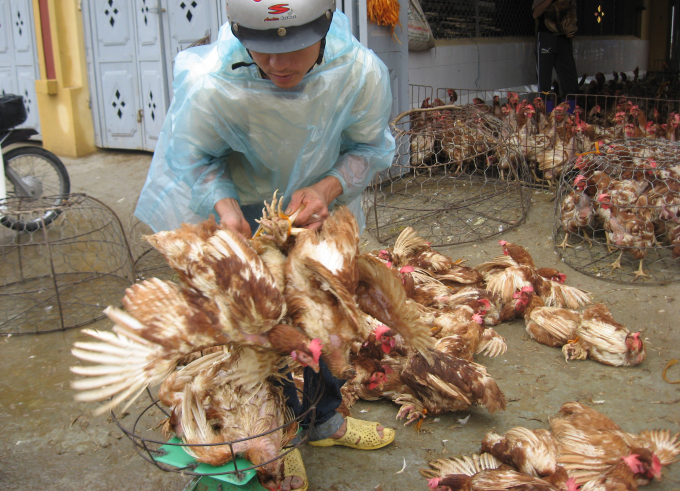 Agriculture ministry asked localities to tighten management over the trade, slaughtering and consumption of poultry. Photo: TL.