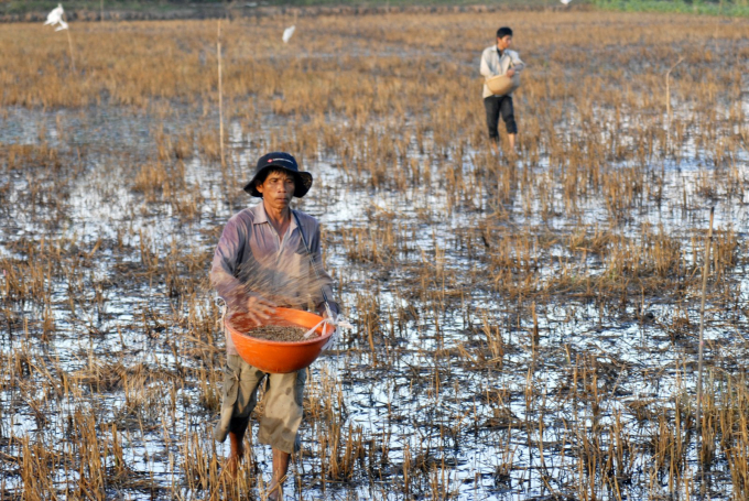 The Department of Crop Production recommends that localities continue to improve rice varieties in the Red River Delta by planting quality rice and reducing the amount of directly sowed rice on each area. Photo: LHV.