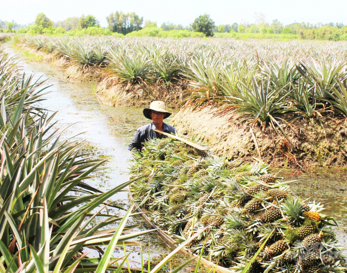 Theo Cục Trồng trọt, việc chuyển đổi đất lúa các tỉnh ĐBSCL nhiều nơi còn mang tính tự phát, liên kết lỏng lẻo, bấp bênh tiêu thụ. Ảnh: LHV.