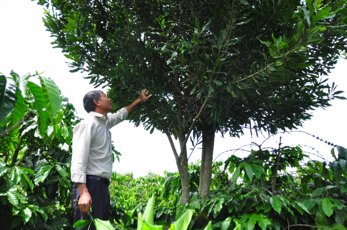 Cây mắc ca trồng xen trong vườn cà phê ở Lâm Hà - Lâm Đồng. Ảnh: Minh Hậu.