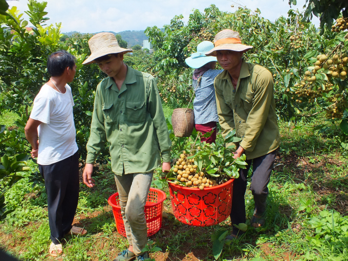The northern province of Son La expects to harvest nearly 100,000 tonnes longan next month. Photo: LB.