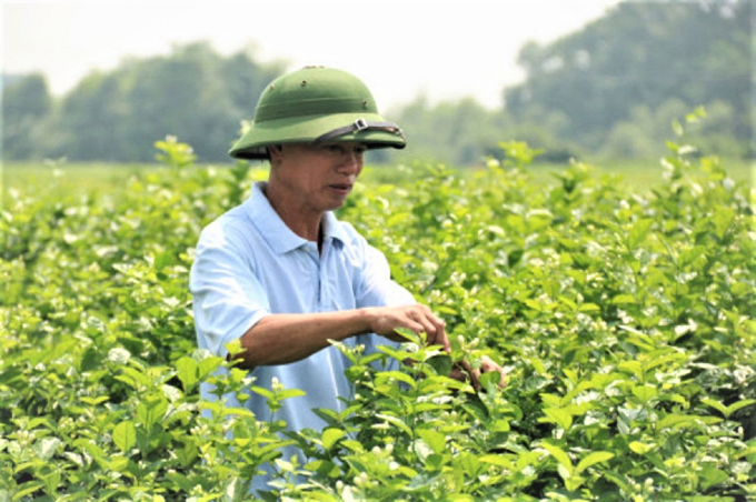 Hơn 700 hoa nhài của nông dân Sóc Sơn (Hà Nội) có nguy cơ phải đổ bỏ do không thể có chè nguyên liệu để ướp. Ảnh: ĐL. 