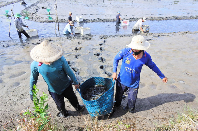 The source of materials has been decreased because the farming households reduced the scale of the crop while agents have had difficulties in transporting materials for production. Photo: Le Hoang Vu.