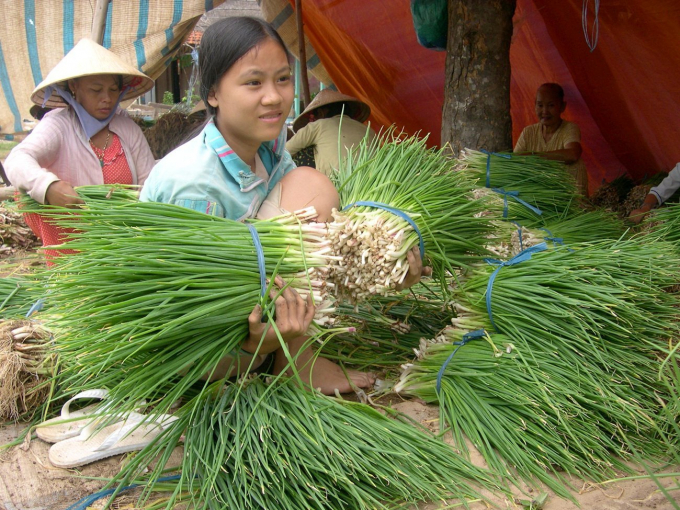 Safe vegetable products of cooperatives with consumption links are still consumed stably despite difficulties due to the Covid-19 epidemic. Photo: Minh Dam.