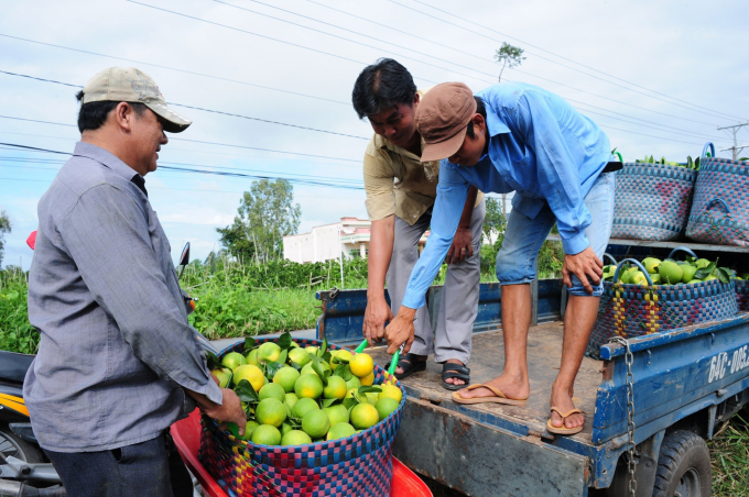 The orange and tangerine products of Vinh Thoi Clean Agricultural Products Cooperative are still guaranteed to be sold at the super-consumption channel thanks to the long-standing stable underwrite and association contract. Photo: LHV.