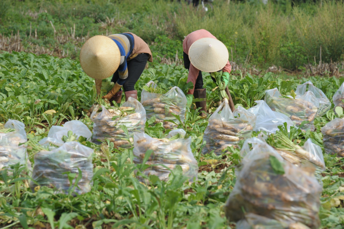 Farmers and cooperatives need to maintain the quality of their products, even amidst difficulties caused by Covid-19 to ensure the sustainability of production linkages. Photo: Dao Chanh.