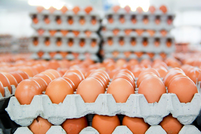 Hòa Phát giữ vững thị phần số 1 về sản lượng cung cấp trứng gà khu vực phía Bắc. Ảnh: HP.