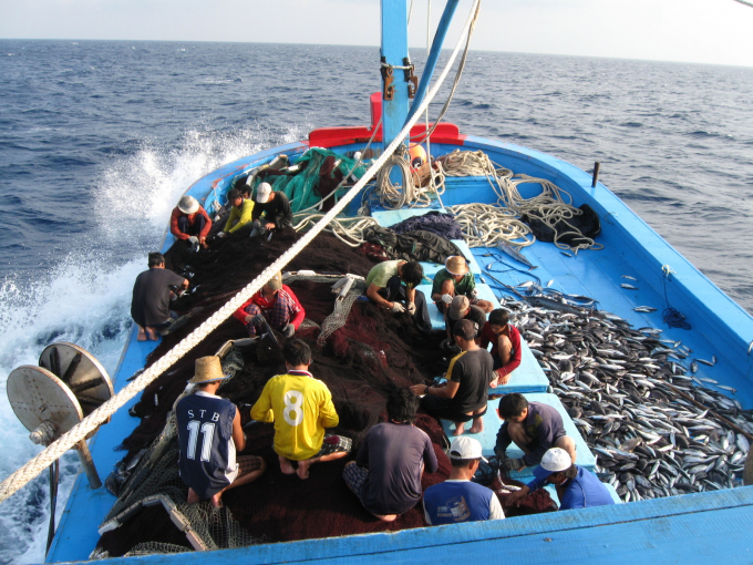 Số lượng tàu cá của nước ta hiện còn lớn, gây nhiều áp lực cho việc quản lý hoạt động khai thác hải sản. Ảnh: VĐT.