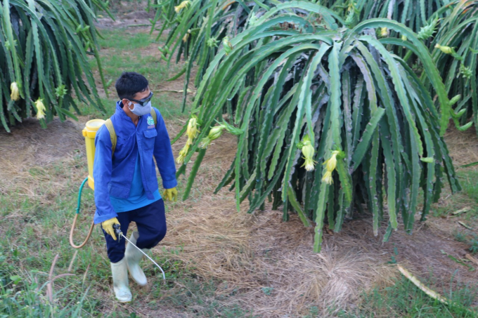 Thời gian gần đây, một số diện tích thanh long trên địa bàn tỉnh Bình Thuận xuất hiện rải rác rệp sáp gây hại. Ảnh: KS.