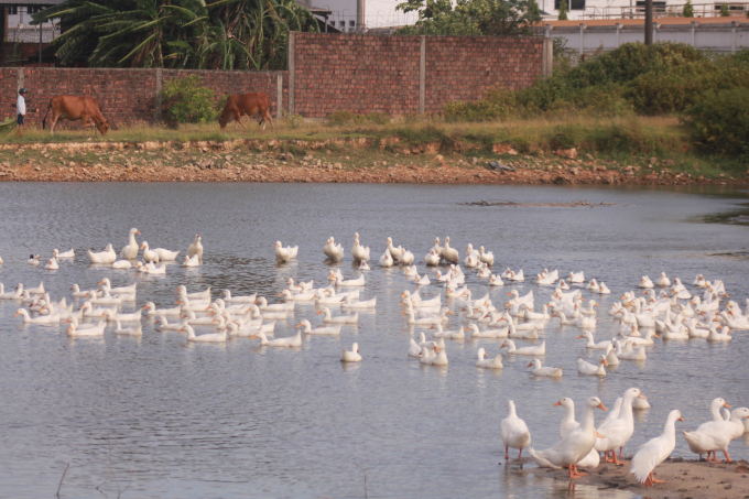 Bệnh cúm gia cầm A/H5N8 tại nước ta đang có nguy cơ lây lan cao. Ảnh: CĐ.