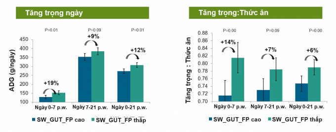 Hình 2: Tác động tích cực của mức SW GUT FP thấp trên năng suất của heo con (Cargill research 2013).