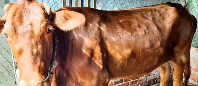 Bệnh viêm da nổi cục đã tấn công đàn bò ở một số tỉnh ĐBSCL. Ảnh: Minh Đảm.