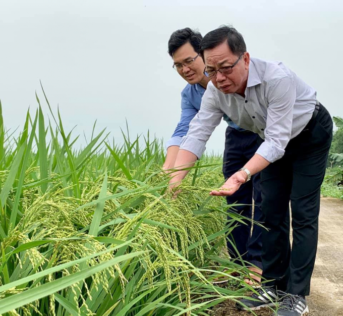 Ông Trần Mạnh Báo, Chủ tịch HĐQT, Tổng Giám đốc Công ty Cổ phần Tập đoàn ThaiBinh Seed trong một lần đi thăm lúa của dự án. Ảnh: TL.