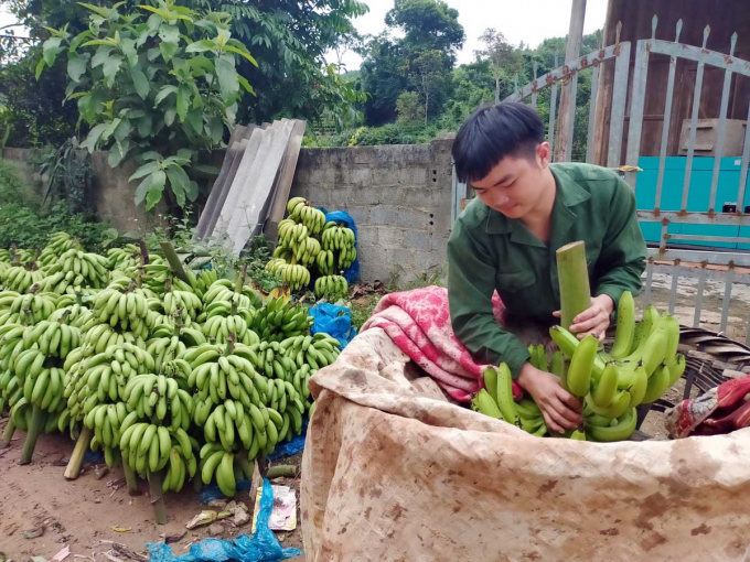 Người dân thu hoạch chuối bán cho tiểu thương ở Bản Lầu (huyện Mường Khương, Lào Cai). Ảnh: T.L.