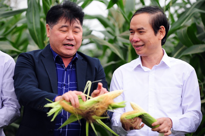 Ông Lê Quốc Thanh (trái) thăm mô hình ngô thực phẩm vụ đông 2020. Ảnh: TL.