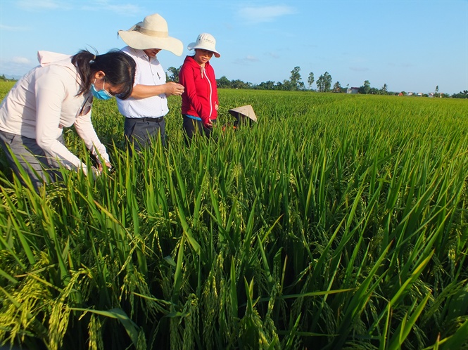 IPM đã tạo được sự lan tỏa, giúp canh tác lúa tại Quảng Ninh ngày càng đi vào bền vững, bảo vệ môi trường, gia tăng năng suất. Ảnh: LB.