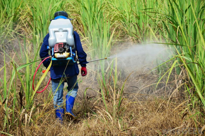 Người dân cần quan tâm đến tính bức thiết của mùa vụ, tránh lạm dụng thuốc trừ cỏ ảnh hưởng tới sức khỏe, môi trường. Ảnh: ST.