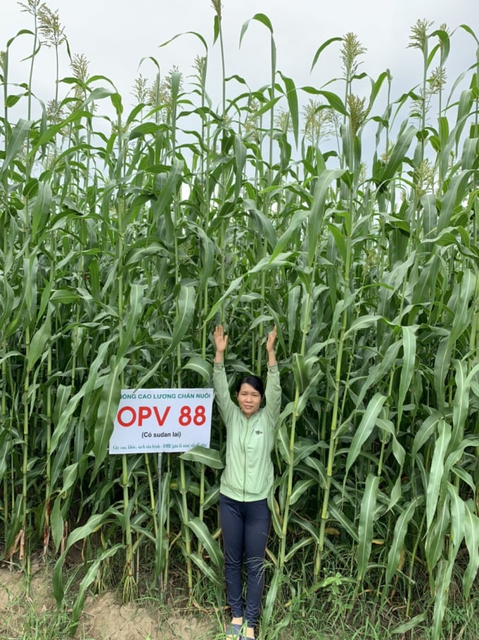 Giống cao lương OPV88 rất thích hợp với vùng khô hạn tại Ninh Thuận, chiều cao cây trước khi ra hoa đạt từ 3 - 3,5 m, năng suất hơn 100 tấn/ha/lứa. Ảnh: NVS.