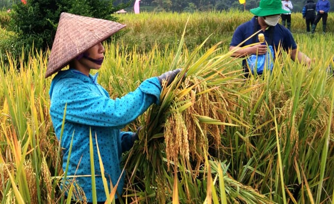 Production of the 2021-2022 winter - spring rice crop is estimated to decrease by 11,000 tons.