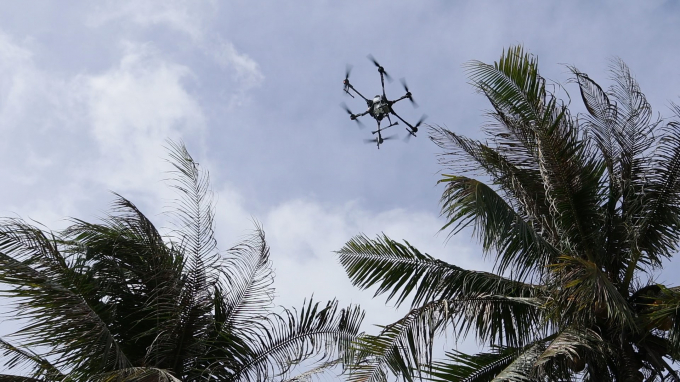 Với tầm bay cao, drone có thể phát huy hiệu quả trong phun thuốc BVTV diệt trừ sâu đầu đen hại dừa. Ảnh: LT.
