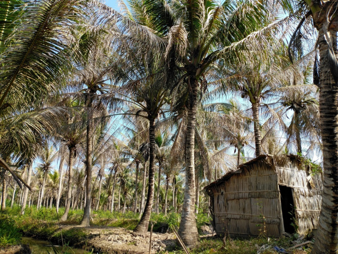 Một vườn dừa bị thiệt hại nặng tại Bến Tre cuối năm 2020 do sâu đầu đen gây hại. Ảnh: LT.