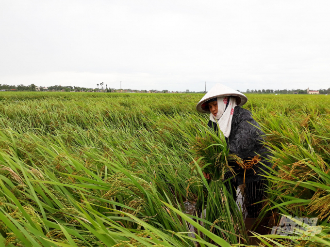 Cục Trồng trọt đề nghị các địa phương tập trung tối đa nhân lực, phương tiện thu hoạch lúa mùa với phương châm 'xanh nhà hơn già đồng'. Ảnh: TL. 