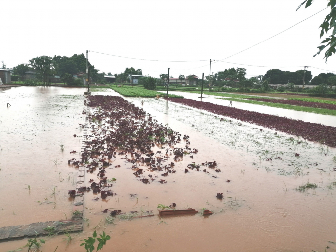 Ngày 11/10, nhiều diện tích sản xuất rau lớn tại Hà Nội đã bị ngập do mưa lớn kéo dài. Ảnh: Trung Quân.