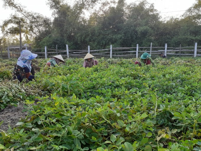 Đậu phụng luôn có giá ổn định, lãi cao hơn 2 - 3 lần so với trồng lúa. Ảnh: Thế Hà.