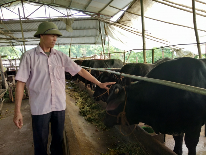 Không chỉ Hà Nội, bò BBB hiện nay đã giúp nhiều địa phương làm giàu. Ảnh: NNVN.