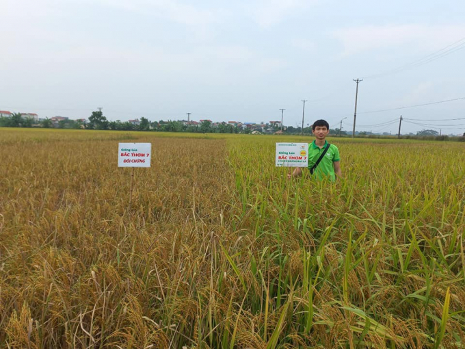 Mô hình trình diễn giống lúa Bắc thơm 7 có gen kháng bạc lá tại xã Chi Lăng (Quế Võ, Bắc Ninh). Ảnh: MP.