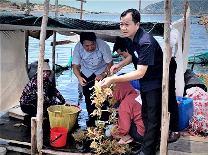 Ông Trần Đình Luân, Tổng cục trưởng Tổng cục Thủy sản thăm vùng lưu giữ giống rong sụn của Viện Nghiên cứu Hải sản tại Cà Ná, Ninh Thuận. Ảnh: Bá Thắng.