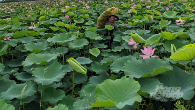 Cây sen được nông dân huyện Giang Thành chọn trồng trên những diện tích lung bào, trũng, dễ bị ngập úng, cho hiệu quả cao hơn hẳn so với sản xuất lúa. Ảnh: Trung Chánh.