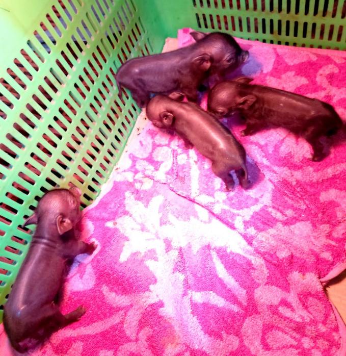 4 con lợn ỉ đực nhân bản đầu tiên tại Việt Nam lúc sơ sinh. Ảnh: VCN.